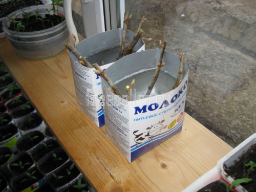 Массовое размножение смородины черенками