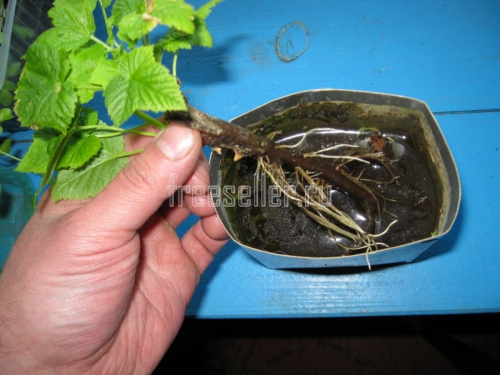 Массовое размножение смородины черенками