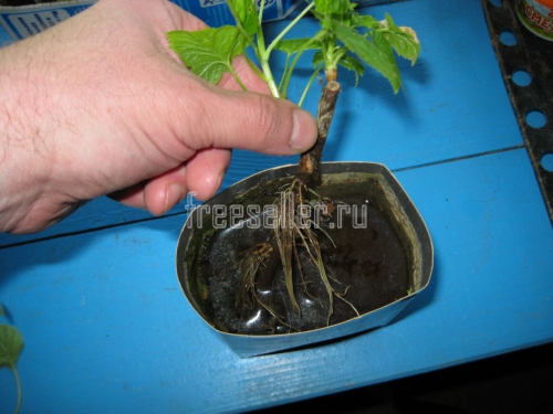 Массовое размножение смородины черенками