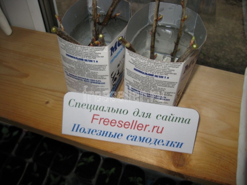 Массовое размножение смородины черенками