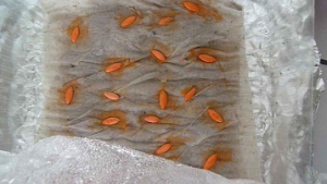 Мини теплица для проращивания семян