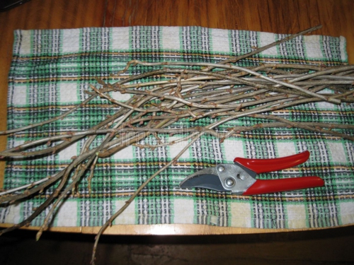 Приготовление витаминного напитка из веточек черной смородины