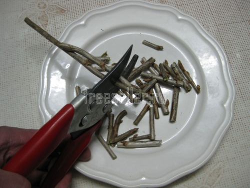 Приготовление витаминного напитка из веточек черной смородины