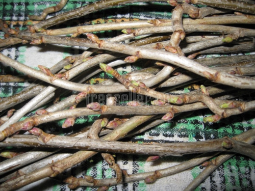 Приготовление витаминного напитка из веточек черной смородины