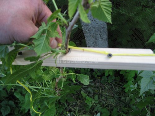 Подвязка малины самодельным приспособлением