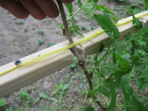 Приспособление для подвязки малины и ежевики