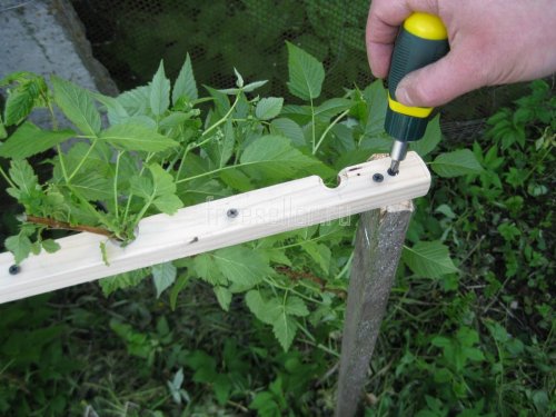 Подвязка малины самодельным приспособлением