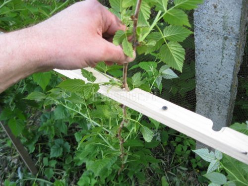 Подвязка малины самодельным приспособлением