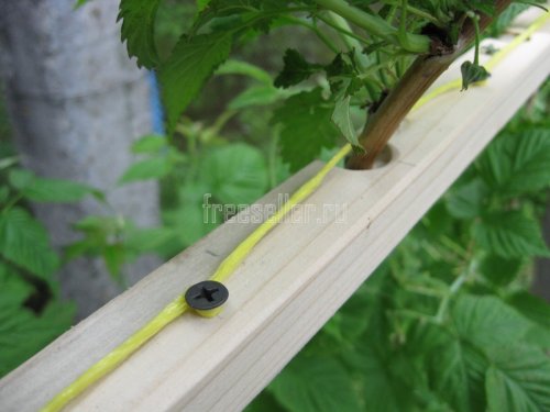 Подвязка малины самодельным приспособлением