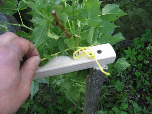 Подвязка малины самодельным приспособлением