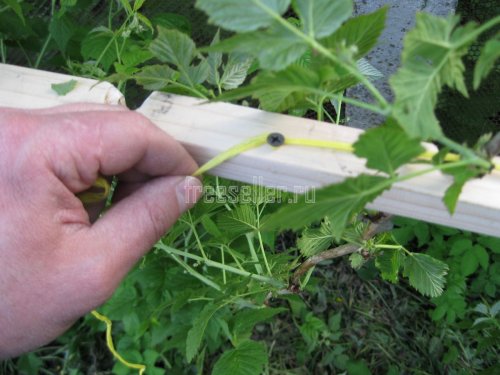 Подвязка малины самодельным приспособлением