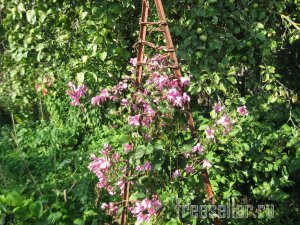 Веревка из коры для декора сада и подвязки растений