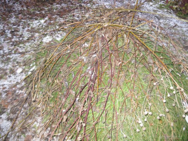 Использование чесночной ботвы при укрытии винограда.