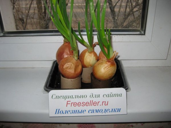 Выгонка лука на зеленое перо на подоконнике в картонных втулках от туалетной бумаги.