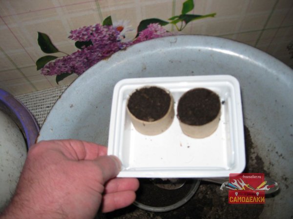 Выгонка лука на зеленое перо на подоконнике в картонных втулках от туалетной бумаги.