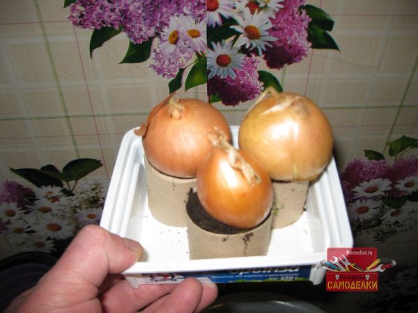 Выгонка лука на зеленое перо на подоконнике в картонных втулках от туалетной бумаги.