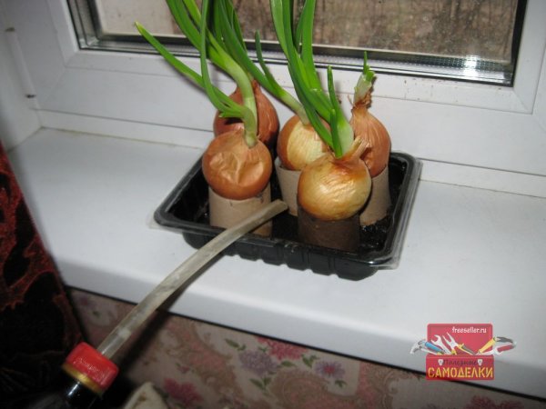 Выгонка лука на зеленое перо на подоконнике в картонных втулках от туалетной бумаги.