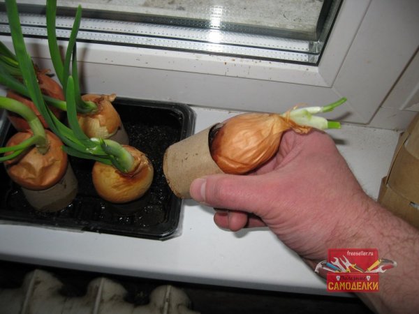 Выгонка лука на зеленое перо на подоконнике в картонных втулках от туалетной бумаги.