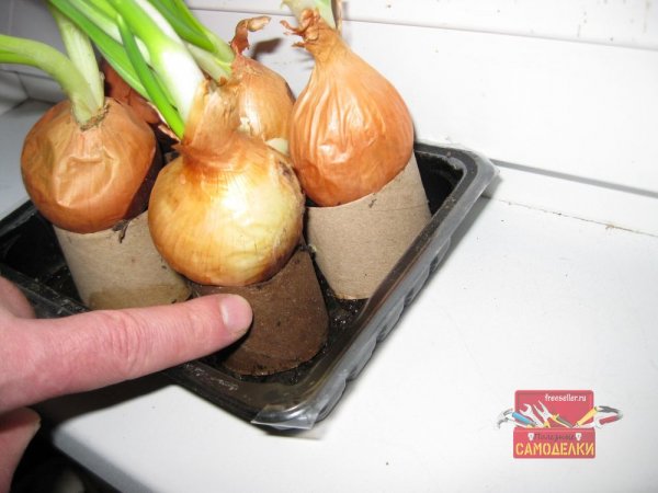 Выгонка лука на зеленое перо на подоконнике в картонных втулках от туалетной бумаги.