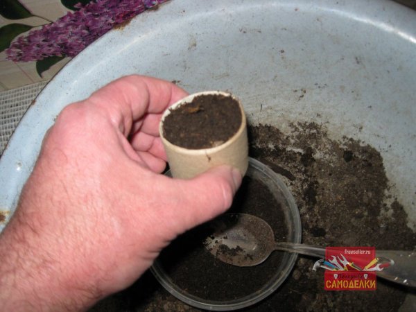 Выгонка лука на зеленое перо на подоконнике в картонных втулках от туалетной бумаги.