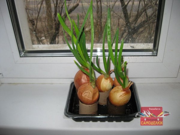 Выгонка лука на зеленое перо на подоконнике в картонных втулках от туалетной бумаги.