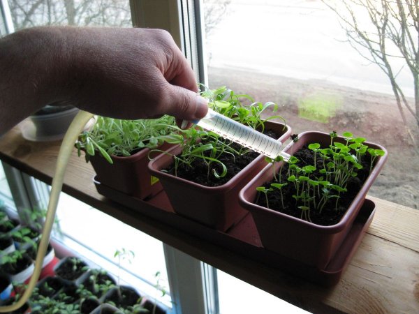 Полив рассады на подоконнике самодельным устройством