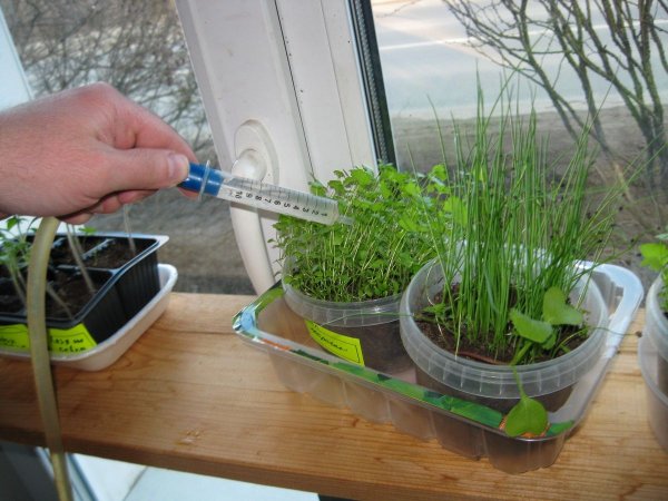 Полив рассады на подоконнике самодельным устройством