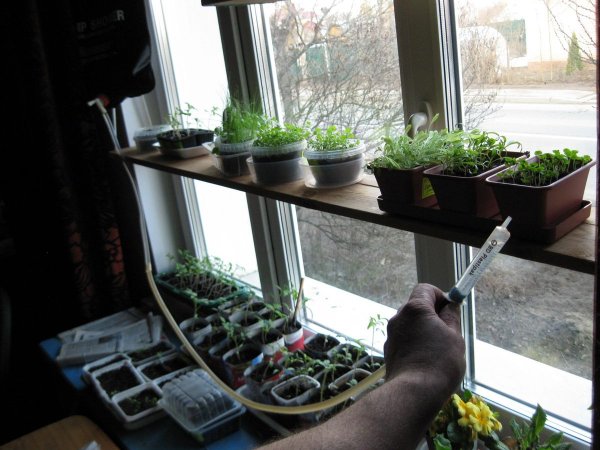 Полив рассады на подоконнике самодельным устройством