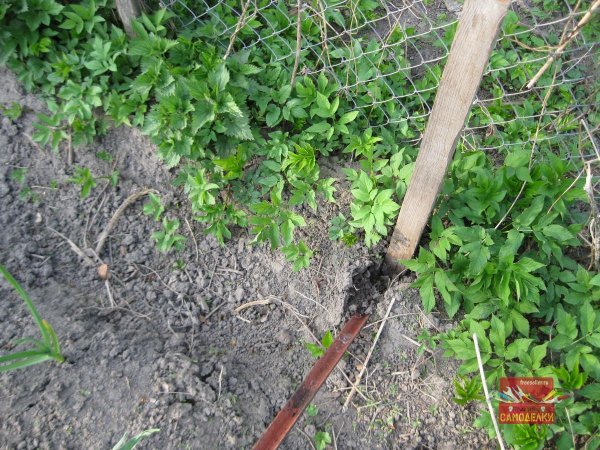 Как вытащить из земли деревЯнные колышки весной