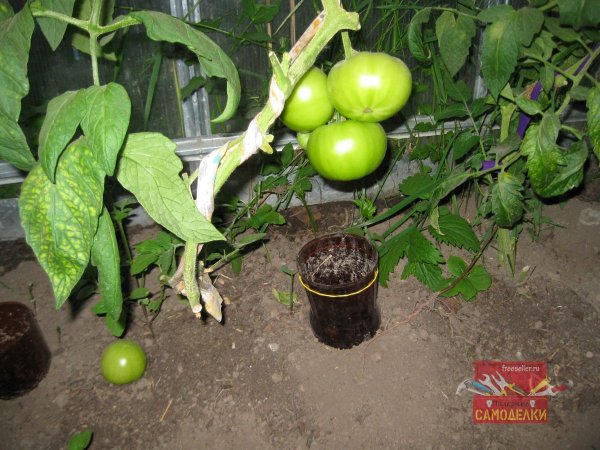 Метки из канцелярских резинок для полива