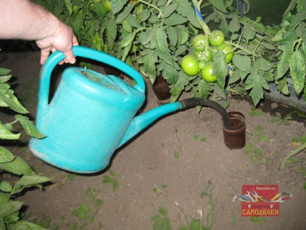 Пластиковые бутылки для полива растений с отрезанными днищами.