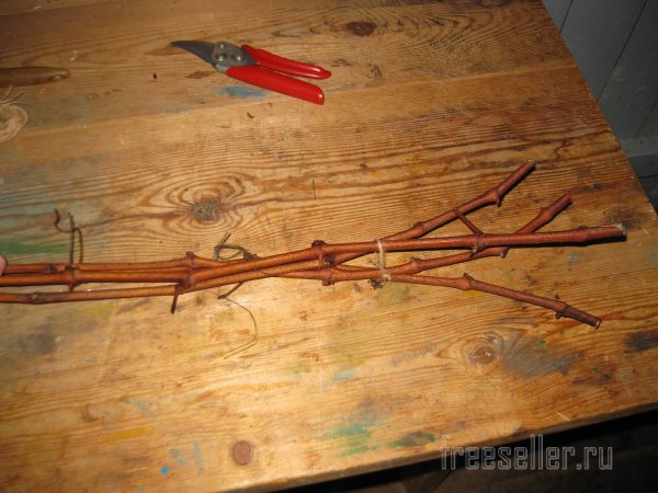 Вариант закладки лозы на хранение