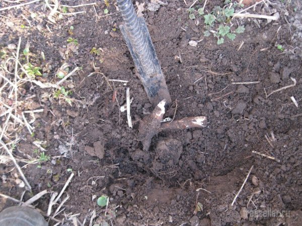 инструмент для перерубания корней и поросли из рессоры