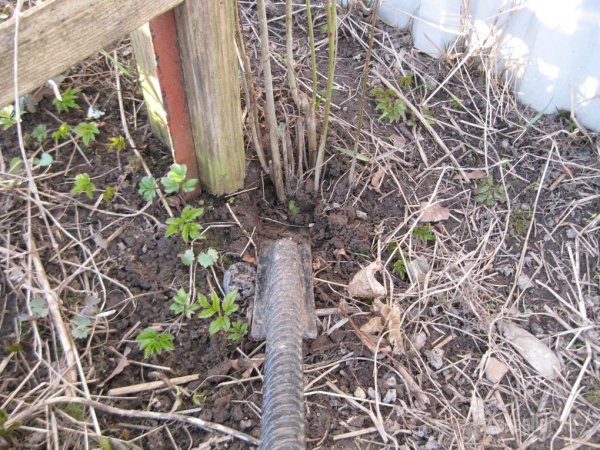 инструмент для перерубания корней и поросли из рессоры