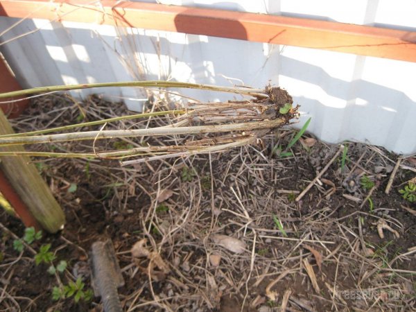 инструмент для перерубания корней и поросли из рессоры