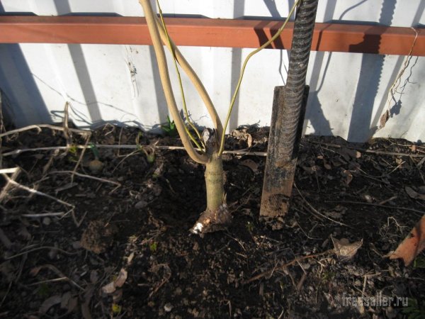 инструмент для перерубания корней и поросли из рессоры