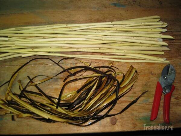 Секатор и однолетние прутья вяза