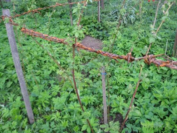 Как сплести веревеку садовой коры