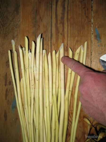 Колышки из однолетних веток вяза