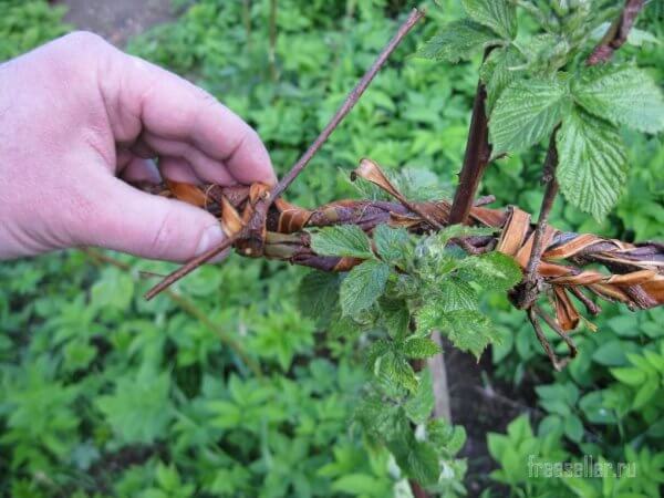 Веревка из садовой коры