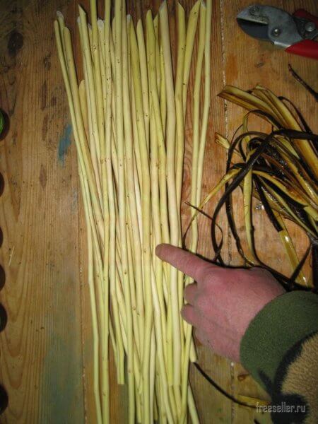 Однолетние ветки вяза без коры