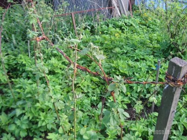 Веревка из садовой коры