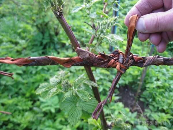 Как сплести веревеку садовой коры