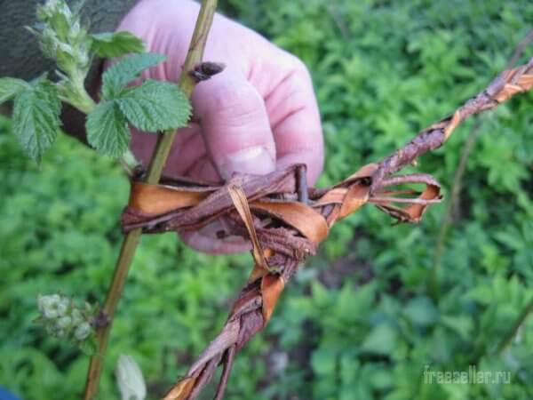 Как сплести веревеку садовой коры