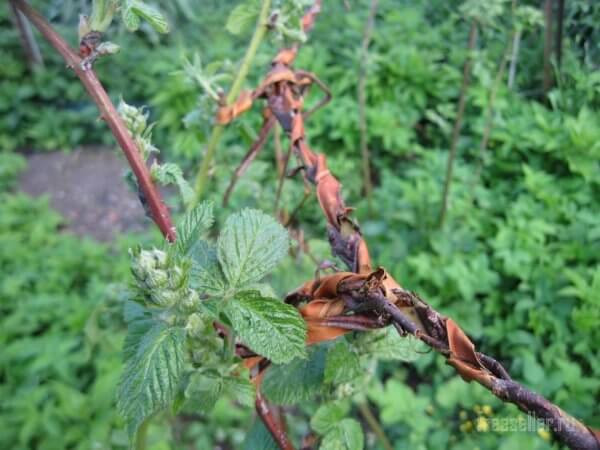 Как сплести веревеку садовой коры