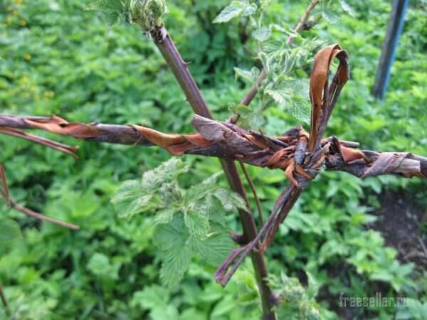 Как сплести веревеку садовой коры