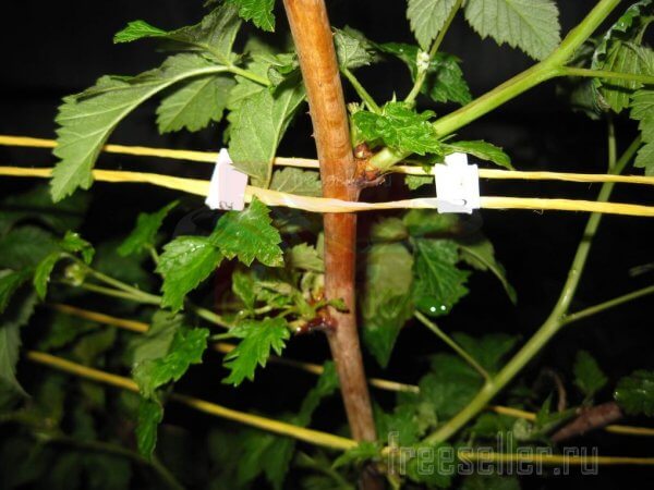 Подвязка малины хлебными хомутами