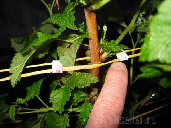 Подвязка малины хлебными хомутами