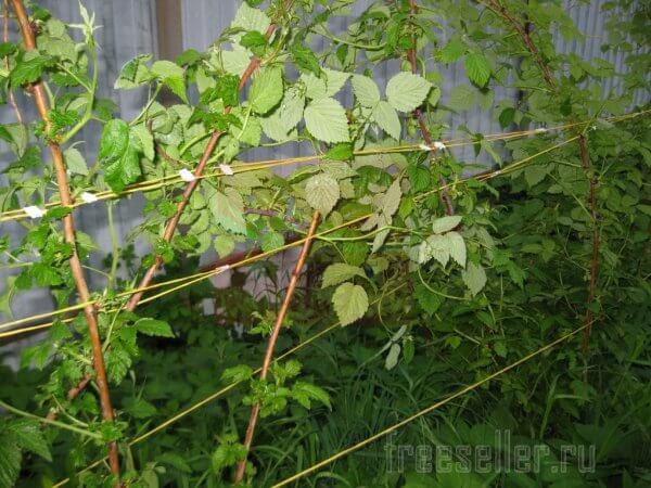 Подвязка малины хлебными хомутами