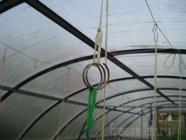Кольца из проволоки для соединения садовой шпалеры